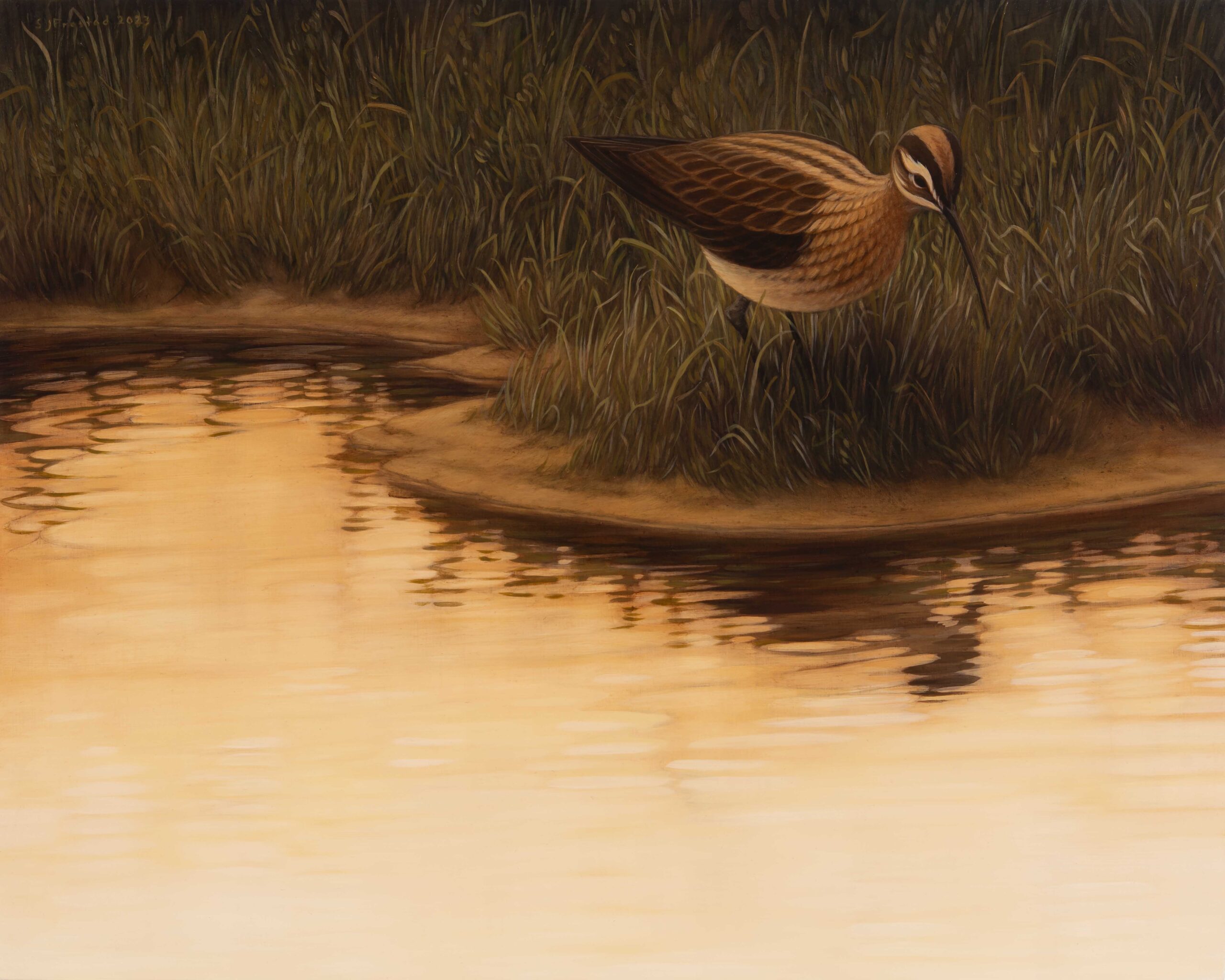 Solitary Curlew, 2023. Graphite & oil on wood panel, 16x20" Radius