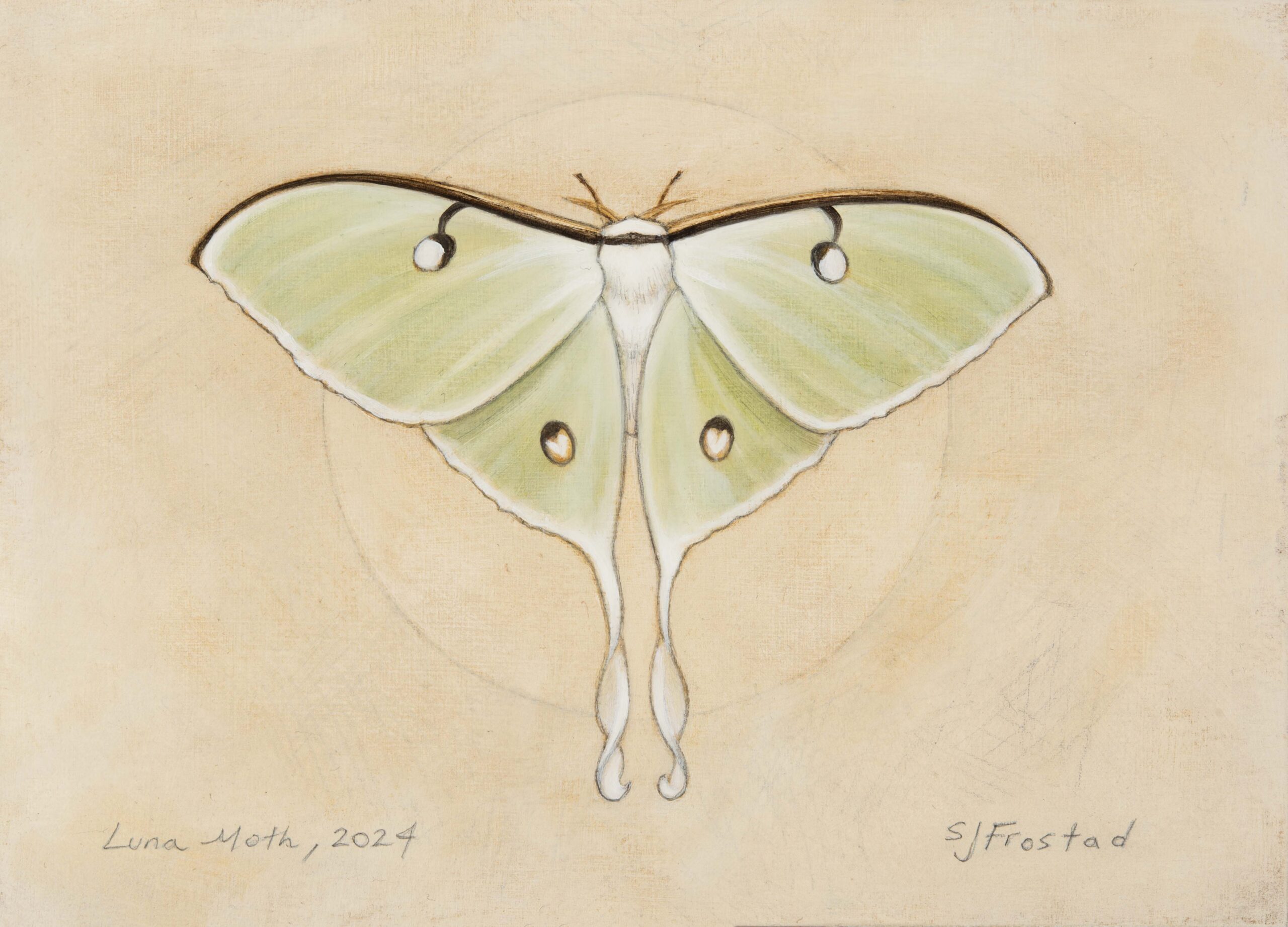 Luna Moth, 2024. Graphite & oil on art board, 5x7". Sold