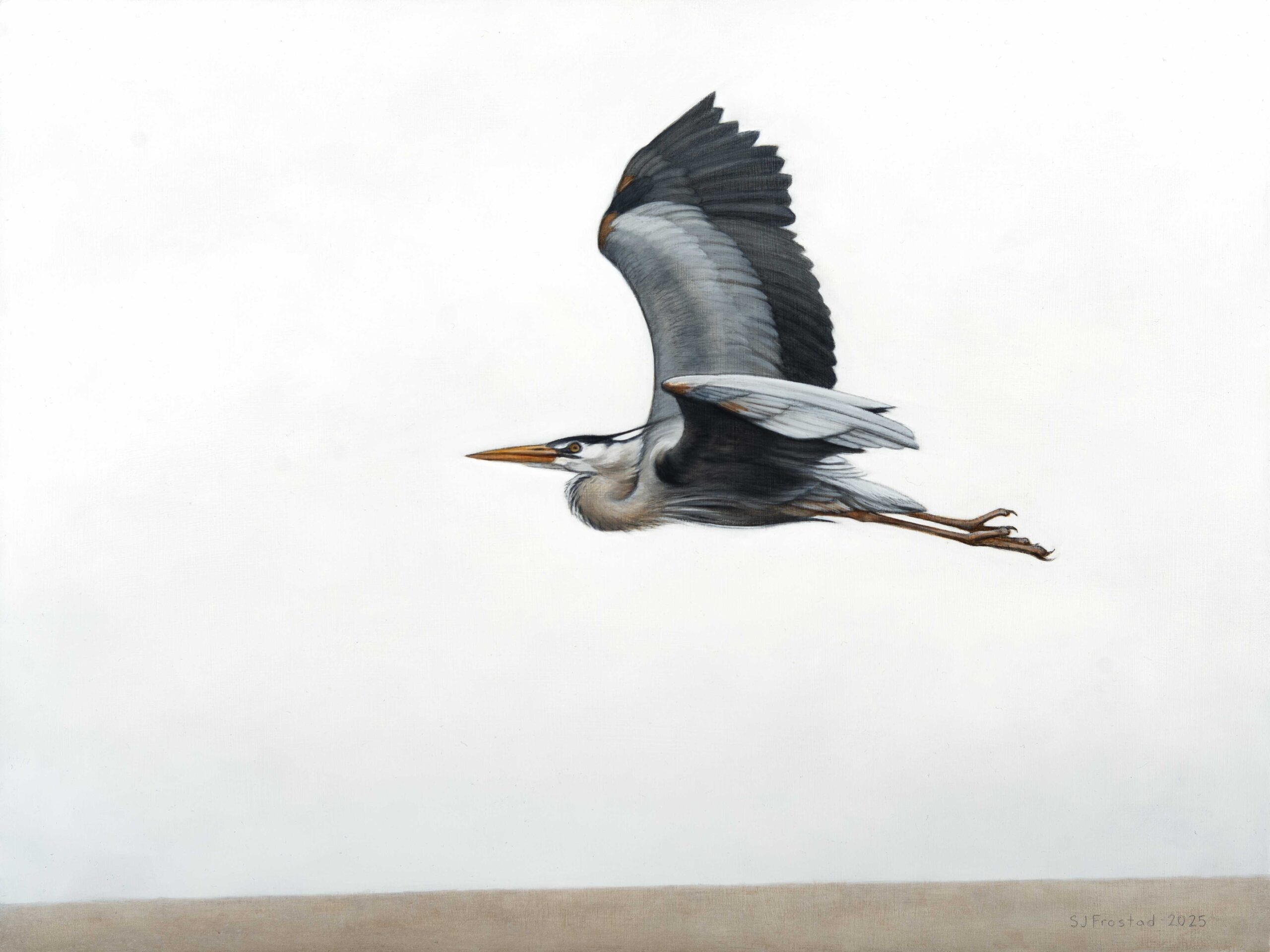 Heron in Flight, 2025. Graphite & oil on wood panel, 12x16". Sold