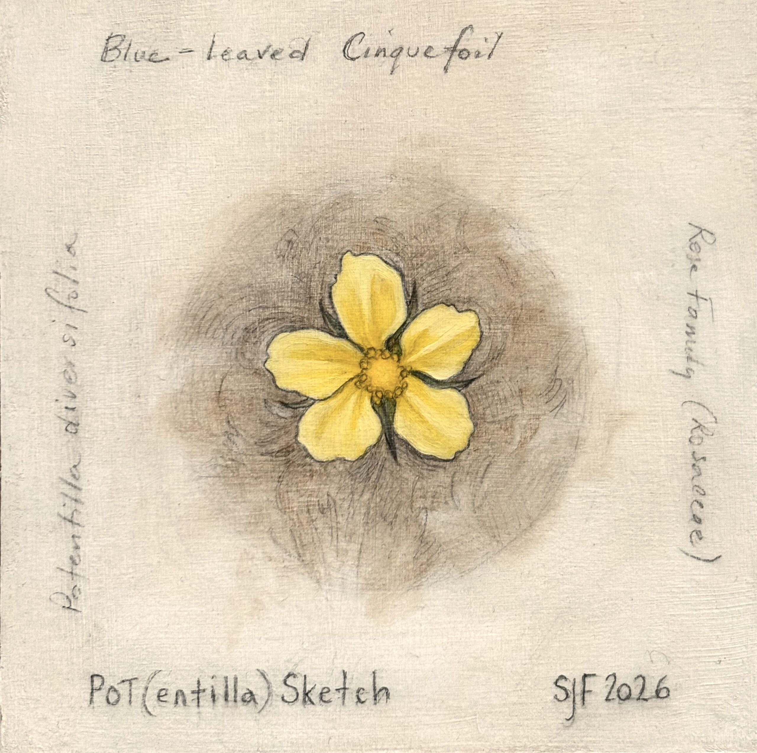 POT(entilla) Sketch, 2026. Graphite & oil on art board, 5x5"